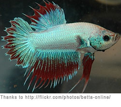 Betta Fish Care on Betta Fish Are Easy To Care For Origins Of The Siamese Fighting Fish